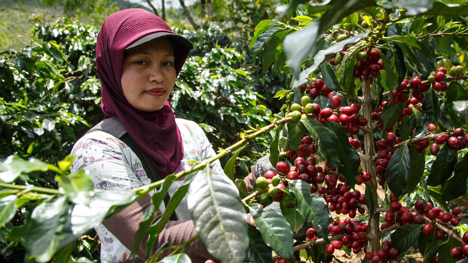 Yksi ilmastonmuutokselle herkimmistä elintarvikkeista on kahvi. Kuvassa kahvinviljelijä kahvipensaan marjojen luona.